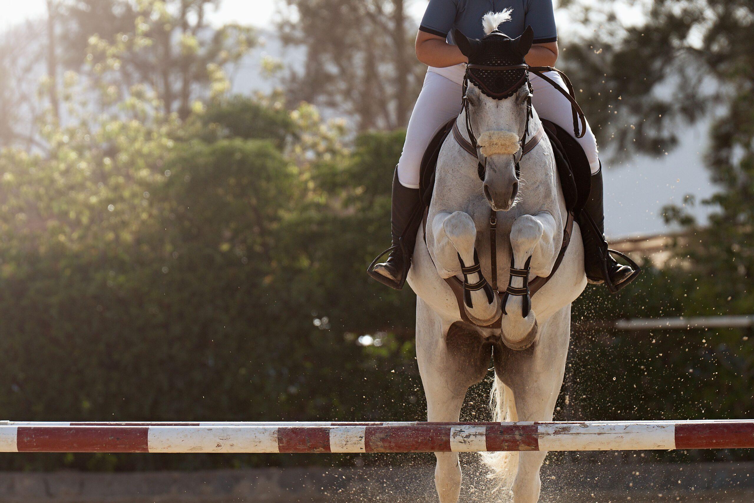 Jumping Horses for sale – close-up view of a grey horse clearing a jump, highlighting fine details in technique, balance and athletic precision