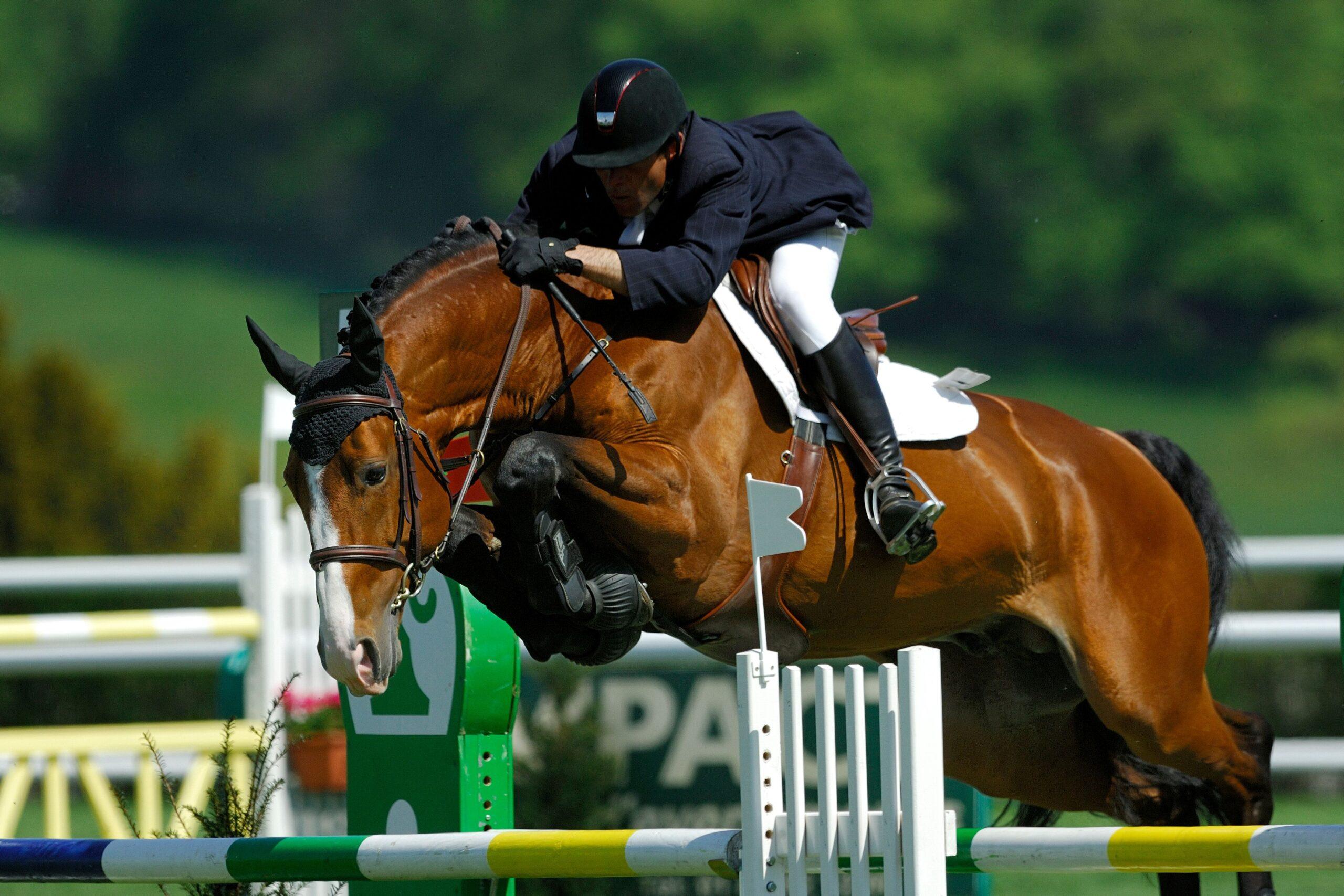 Jumping Horses for sale – athletic horse and rider clearing an obstacle during a showjumping round